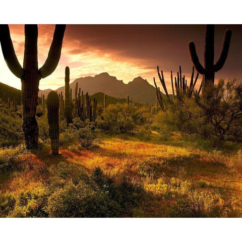 The desert glows with streaming light in Organ Pipe Cactus National Monument  Gold Ornate Wood Framed Art Print with Double Matting by SMO