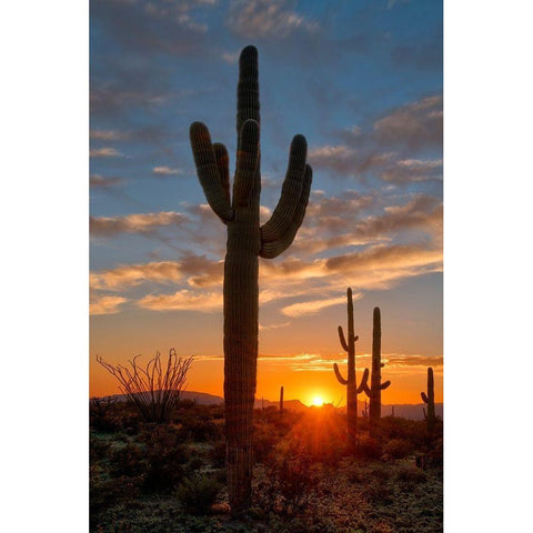 Saguaro cactus in the lower Sonoran desert in southern Arizona White Modern Wood Framed Art Print by SMO