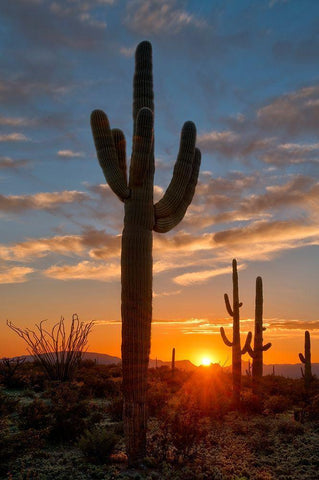 Saguaro cactus in the lower Sonoran desert in southern Arizona White Modern Wood Framed Art Print with Double Matting by SMO
