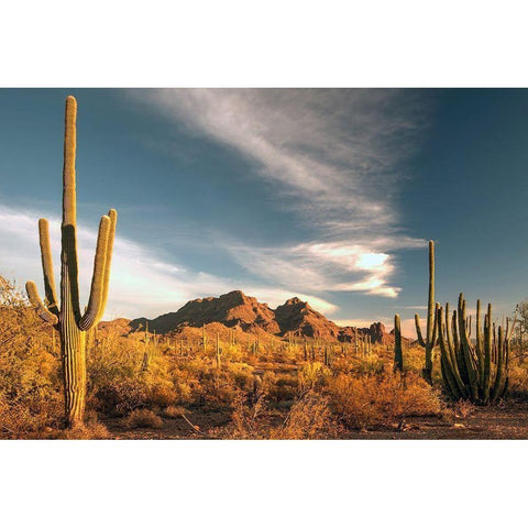 A valley of saguaro cactus in Organ Pipe Cactus National Monument-on the Arizona Mexico border Black Modern Wood Framed Art Print with Double Matting by SMO