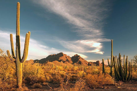 A valley of saguaro cactus in Organ Pipe Cactus National Monument-on the Arizona Mexico border Black Ornate Wood Framed Art Print with Double Matting by SMO