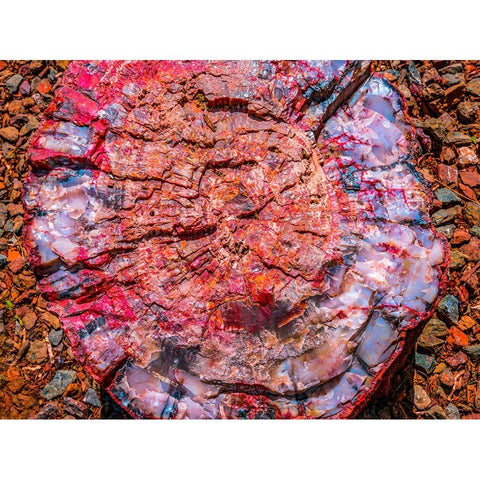 Red-blue-orange petrified wood-Visitor Center-Petrified Forest National Park-Arizona Black Modern Wood Framed Art Print by Perry, William