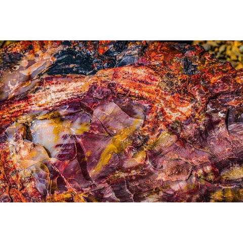 Red-blue-orange petrified wood-Visitor Center-Petrified Forest National Park-Arizona White Modern Wood Framed Art Print by Perry, William