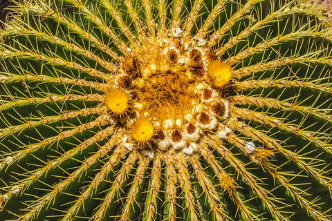 Yellow blossoms of golden barrel cactus blooming- Desert Botanical Garden- Phoenix- Arizona. White Modern Wood Framed Art Print with Double Matting by Perry, William