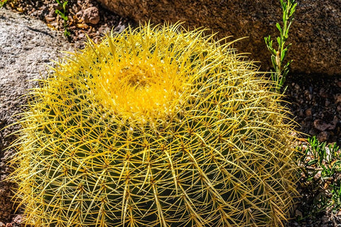 Yellow blossoms of golden barrel cactus blooming- Desert Botanical Garden- Phoenix- Arizona. Black Ornate Wood Framed Art Print with Double Matting by Perry, William