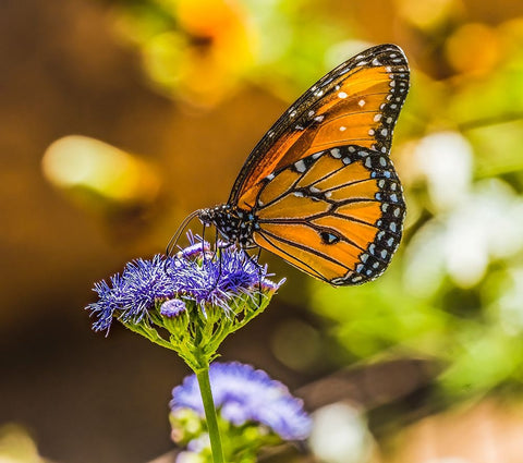 Queen butterfly on blue weed flower. Native to North and South America White Modern Wood Framed Art Print with Double Matting by Perry, William