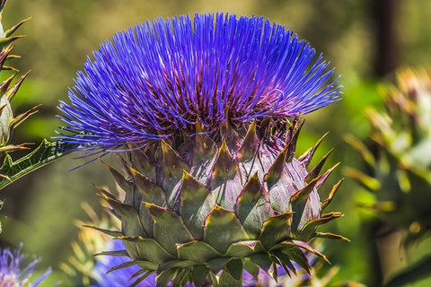 Artichoke thistle blooming- Desert Botanical Garden- Phoenix- Arizona. White Modern Wood Framed Art Print with Double Matting by Perry, William