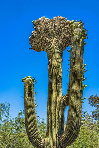 Crested Saguaro blooming- Desert Botanical Garden- Phoenix- Arizona. White Modern Wood Framed Art Print with Double Matting by Perry, William