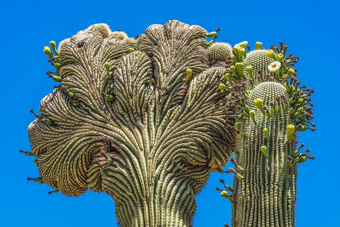 Crested Saguaro blooming- Desert Botanical Garden- Phoenix- Arizona. Black Ornate Wood Framed Art Print with Double Matting by Perry, William