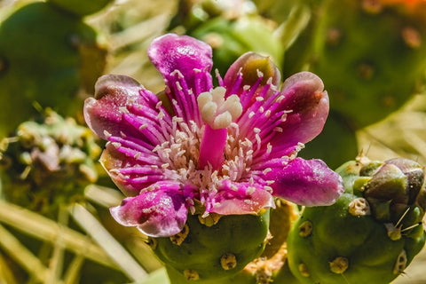 Pink blossom chain fruit cholla- Desert Botanical Garden- Phoenix- Arizona. Black Modern Wood Framed Art Print by Perry, William