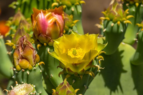 Plains prickly pear cactus blooming- Desert Botanical Garden- Phoenix- Arizona. Black Ornate Wood Framed Art Print with Double Matting by Perry, William