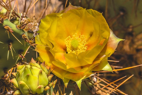 Prickly pear cactus blooming- Desert Botanical Garden- Phoenix- Arizona. Black Ornate Wood Framed Art Print with Double Matting by Perry, William