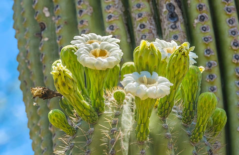 Saguaro cactus blooming- Desert Botanical Garden- Phoenix- Arizona. Black Modern Wood Framed Art Print by Perry, William