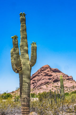 Saguaro cactus blooming- Brown Mountain- Desert Botanical Garden- Phoenix- Arizona. Black Ornate Wood Framed Art Print with Double Matting by Perry, William