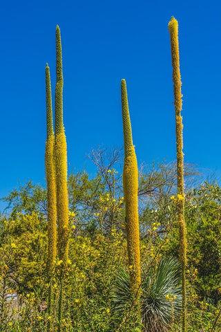 Thread Agaves blooming- Desert Botanical Garden- Phoenix- Arizona. Black Modern Wood Framed Art Print by Perry, William