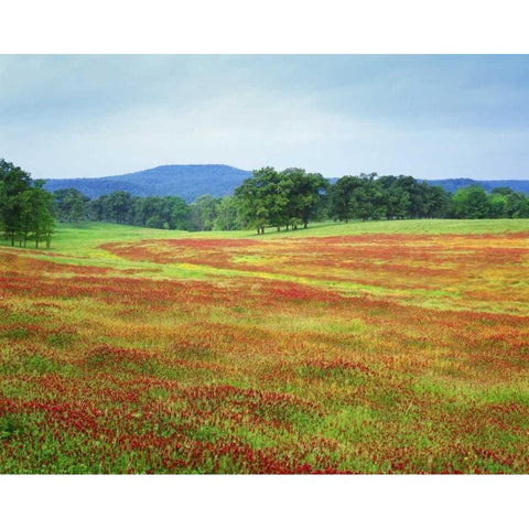 Arkansas Blooming scarlet clover in Boston Mts Gold Ornate Wood Framed Art Print with Double Matting by Flaherty, Dennis