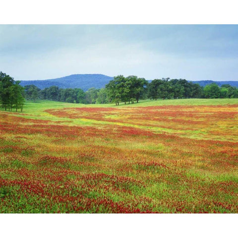 Arkansas Blooming scarlet clover in Boston Mts Black Modern Wood Framed Art Print with Double Matting by Flaherty, Dennis