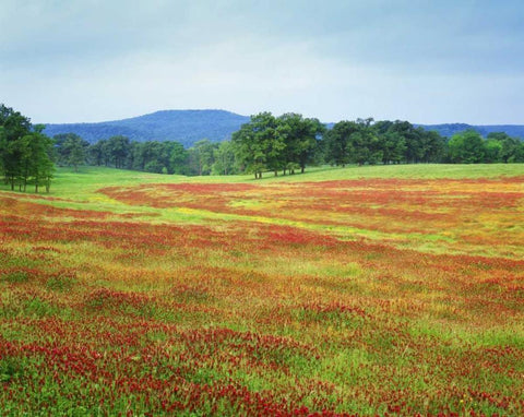 Arkansas Blooming scarlet clover in Boston Mts White Modern Wood Framed Art Print with Double Matting by Flaherty, Dennis