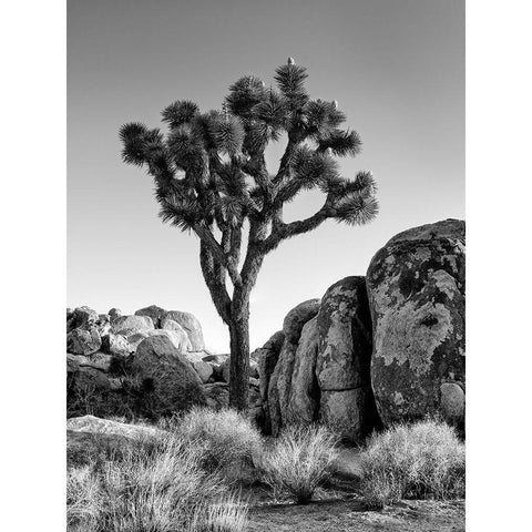 California-Joshua Tree National Park-Joshua tree lit by early morning sun Gold Ornate Wood Framed Art Print with Double Matting by Collins, Ann
