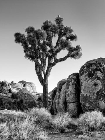 California-Joshua Tree National Park-Joshua tree lit by early morning sun White Modern Wood Framed Art Print with Double Matting by Collins, Ann