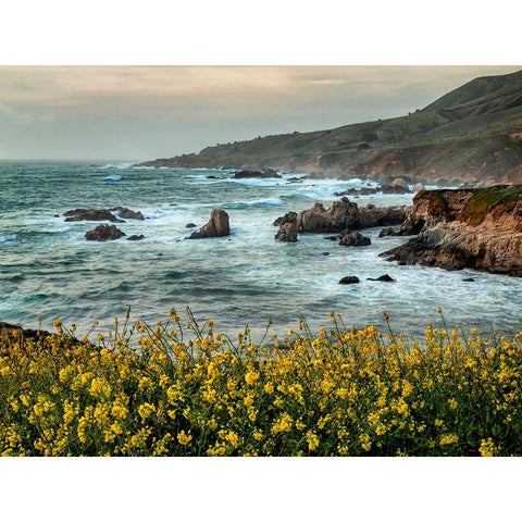 USA-California-Big Sur Dusk and mustard plants at Soberanes Cove Black Modern Wood Framed Art Print with Double Matting by Collins, Ann