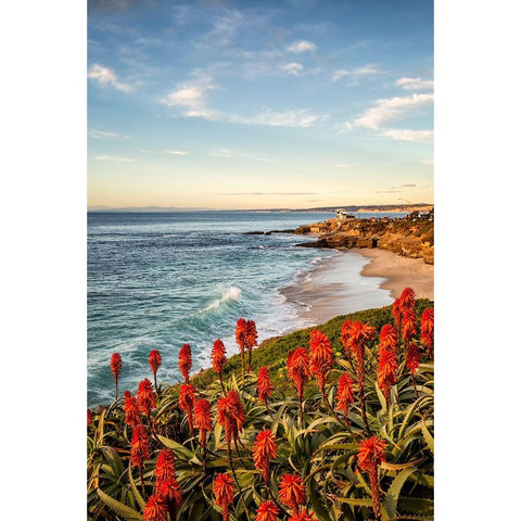 USA-California-La Jolla Blooming aloe and Wipeout Beach White Modern Wood Framed Art Print by Collins, Ann