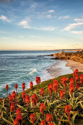 USA-California-La Jolla Blooming aloe and Wipeout Beach White Modern Wood Framed Art Print with Double Matting by Collins, Ann