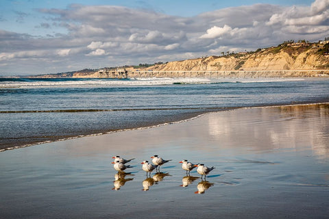 USA-California-La Jolla Royal terns and Scripps Pier at La Jolla Shores White Modern Wood Framed Art Print with Double Matting by Collins, Ann