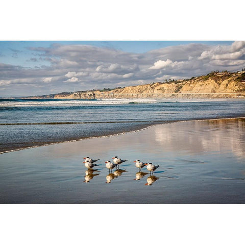 USA-California-La Jolla Royal terns and Scripps Pier at La Jolla Shores Black Modern Wood Framed Art Print by Collins, Ann