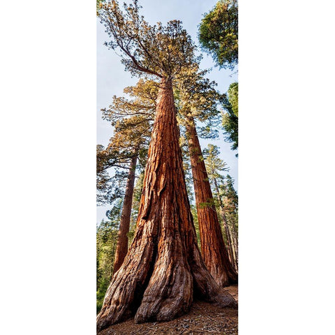 USA-California-Yosemite National Park Giant Sequoia trees in Mariposa Grove Black Modern Wood Framed Art Print with Double Matting by Collins, Ann