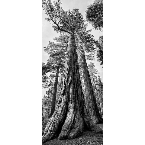 USA-California-Yosemite National Park Giant Sequoia trees in Mariposa Grove Gold Ornate Wood Framed Art Print with Double Matting by Collins, Ann