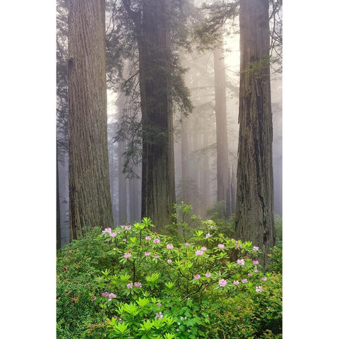 Redwood trees and Pacific Rhododendron in fog-Redwood National Park-California White Modern Wood Framed Art Print by Jones, Adam
