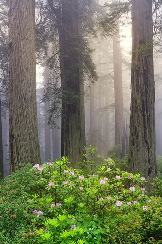 Redwood trees and Pacific Rhododendron in fog-Redwood National Park-California Black Ornate Wood Framed Art Print with Double Matting by Jones, Adam