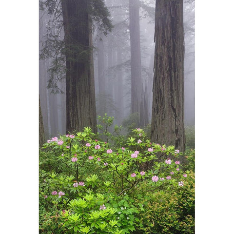 Redwood trees and Pacific Rhododendron in fog-Redwood National Park-California Black Modern Wood Framed Art Print with Double Matting by Jones, Adam