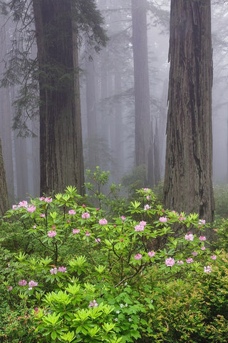 Redwood trees and Pacific Rhododendron in fog-Redwood National Park-California Black Ornate Wood Framed Art Print with Double Matting by Jones, Adam