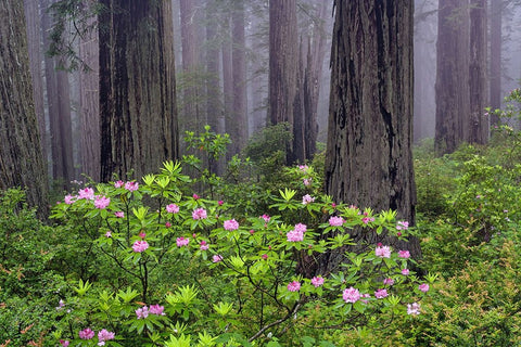 Redwood trees and Pacific Rhododendron in fog-Redwood National Park-California White Modern Wood Framed Art Print with Double Matting by Jones, Adam
