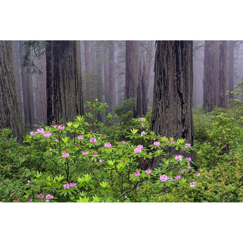 Redwood trees and Pacific Rhododendron in fog-Redwood National Park-California White Modern Wood Framed Art Print by Jones, Adam