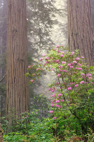 Redwood trees and Pacific Rhododendron in fog-Redwood National Park-California Black Ornate Wood Framed Art Print with Double Matting by Jones, Adam