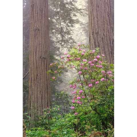 Redwood trees and Pacific Rhododendron in fog-Redwood National Park-California Black Modern Wood Framed Art Print with Double Matting by Jones, Adam