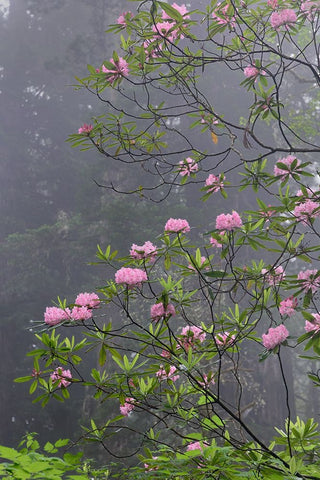 Redwood trees and Pacific Rhododendron in fog-Redwood National Park-California Black Ornate Wood Framed Art Print with Double Matting by Jones, Adam