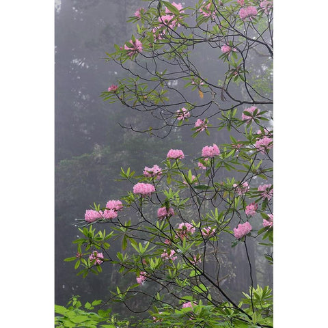 Redwood trees and Pacific Rhododendron in fog-Redwood National Park-California White Modern Wood Framed Art Print by Jones, Adam