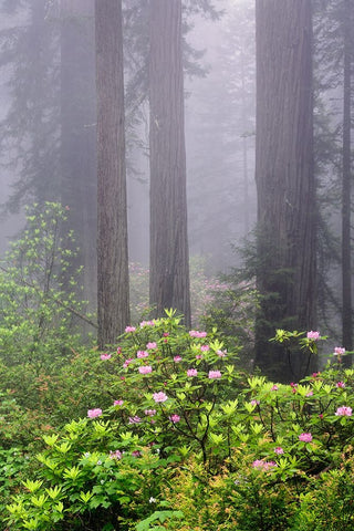 Redwood trees and Pacific Rhododendron in fog-Redwood National Park-California White Modern Wood Framed Art Print with Double Matting by Jones, Adam