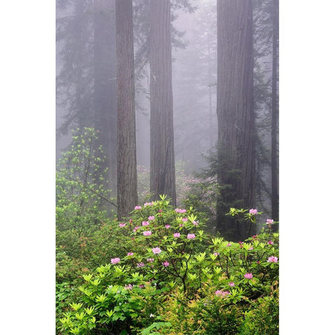 Redwood trees and Pacific Rhododendron in fog-Redwood National Park-California White Modern Wood Framed Art Print by Jones, Adam