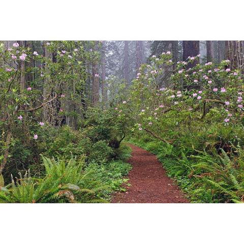 Footpath through Redwood trees and Pacific Rhododendron in fog Black Modern Wood Framed Art Print by Jones, Adam