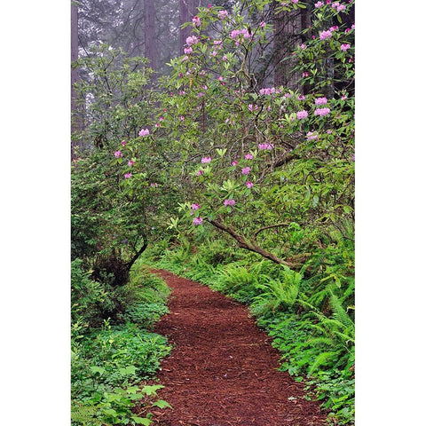 Footpath through Redwood trees and Pacific Rhododendron in fog White Modern Wood Framed Art Print by Jones, Adam