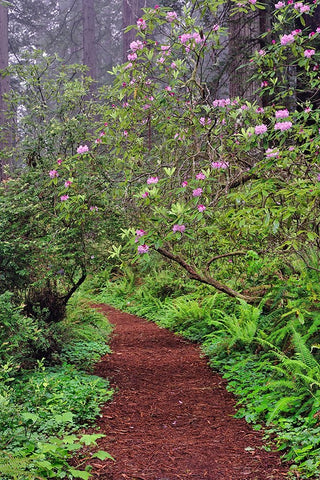 Footpath through Redwood trees and Pacific Rhododendron in fog Black Ornate Wood Framed Art Print with Double Matting by Jones, Adam