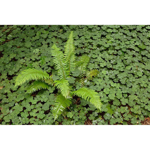 Fern among wood Sorrel Redwood National Park-California Gold Ornate Wood Framed Art Print with Double Matting by Jones, Adam