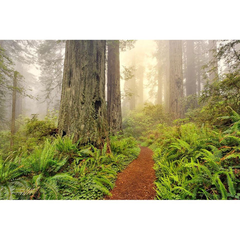 Footpath through Redwood trees and Pacific Rhododendron in fog Black Modern Wood Framed Art Print with Double Matting by Jones, Adam