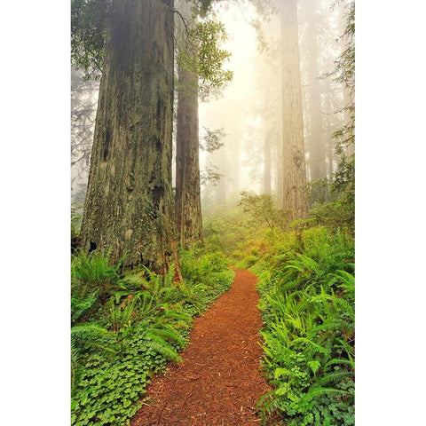 Footpath through Redwood trees and Pacific Rhododendron in fog Black Modern Wood Framed Art Print by Jones, Adam