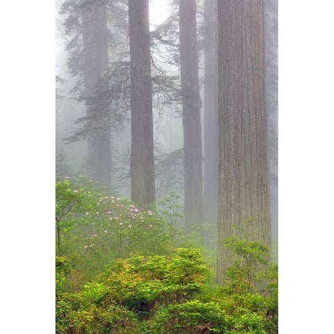 Redwood trees and Pacific Rhododendron in fog-Redwood National Park-California Black Modern Wood Framed Art Print by Jones, Adam